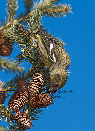 Loxia leucoptera  WHITE-WINGED CROSSBILL 8010411