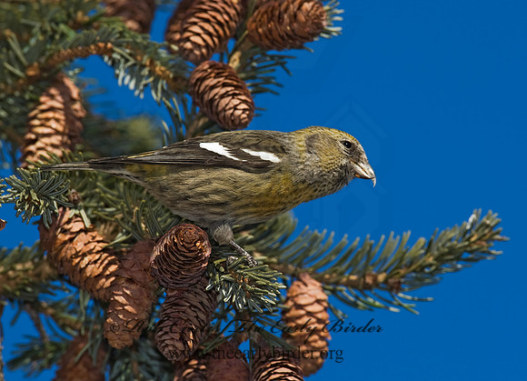 Loxia leucoptera  WHITE-WINGED CROSSBILL 8010413