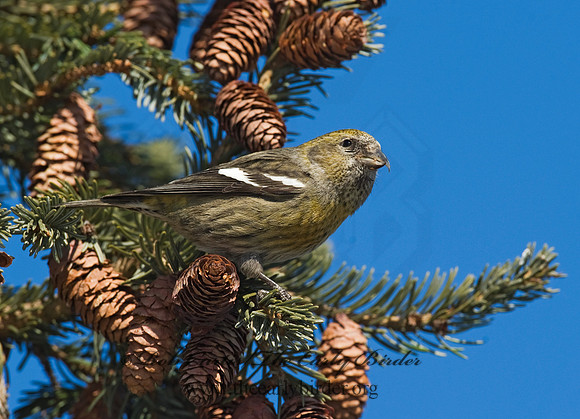 Loxia leucoptera  WHITE-WINGED CROSSBILL 8010415