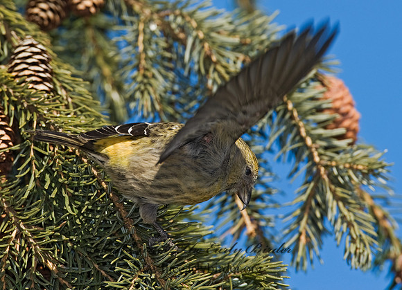Loxia leucoptera  WHITE-WINGED CROSSBILL 8010416
