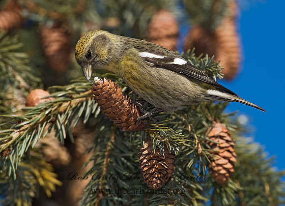 Loxia leucoptera  WHITE-WINGED CROSSBILL 8010417