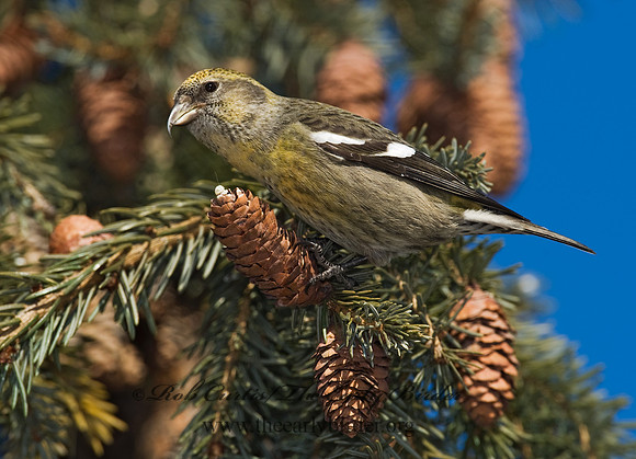 Loxia leucoptera  WHITE-WINGED CROSSBILL 8010418