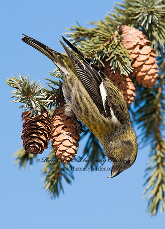 Loxia leucoptera  WHITE-WINGED CROSSBILL 8010422
