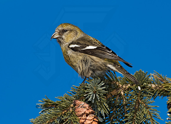 Loxia leucoptera  WHITE-WINGED CROSSBILL 8010423