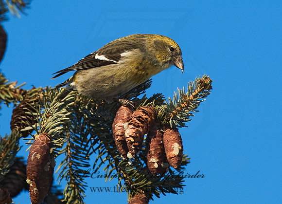 Loxia leucoptera  WHITE-WINGED CROSSBILL 8010444