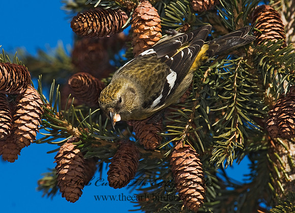Loxia leucoptera  WHITE-WINGED CROSSBILL 8010461