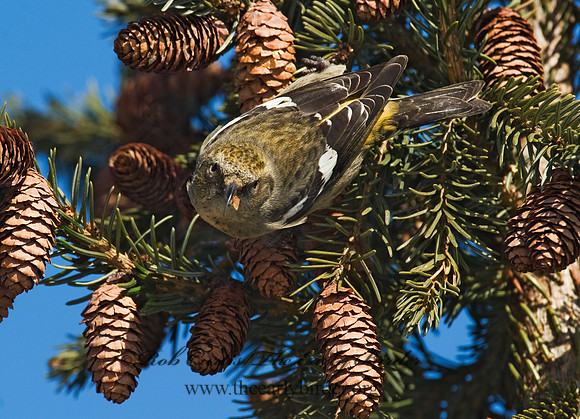 Loxia leucoptera  WHITE-WINGED CROSSBILL 8010462