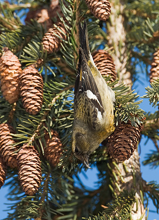 Loxia leucoptera  WHITE-WINGED CROSSBILL 8010466