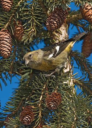 Loxia leucoptera  WHITE-WINGED CROSSBILL 8010468