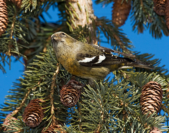 Loxia leucoptera  WHITE-WINGED CROSSBILL 8010493