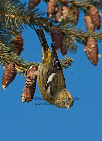 Loxia leucoptera  WHITE-WINGED CROSSBILL 8010514