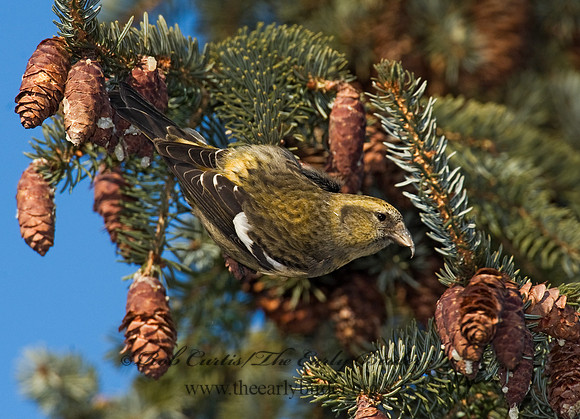 Loxia leucoptera  WHITE-WINGED CROSSBILL 8010519