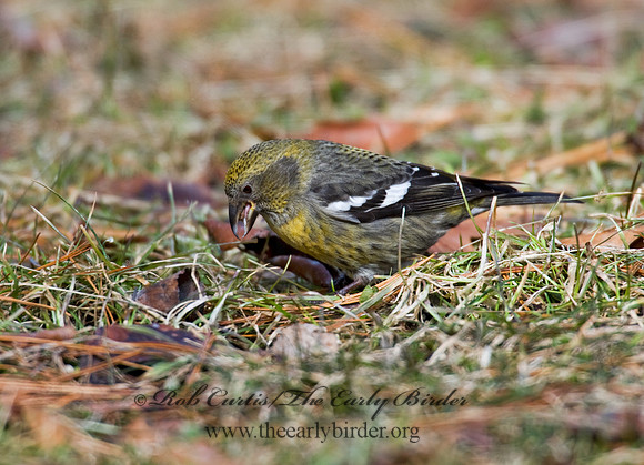 Loxia leucoptera  WHITE-WINGED CROSSBILL 8010569