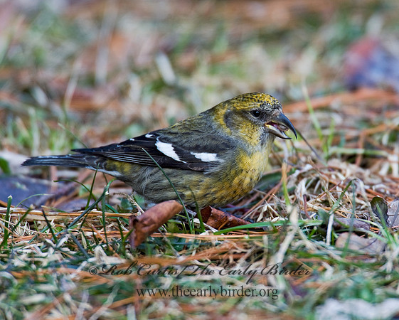 Loxia leucoptera  WHITE-WINGED CROSSBILL 8010571