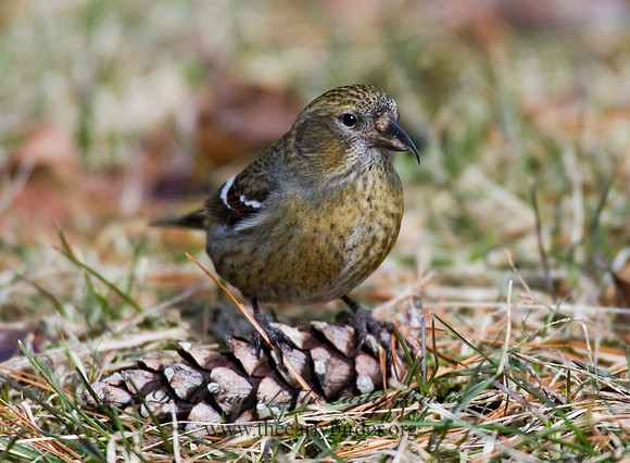 Loxia leucoptera  WHITE-WINGED CROSSBILL 8010576