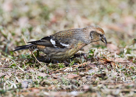 Loxia leucoptera  WHITE-WINGED CROSSBILL 8010586
