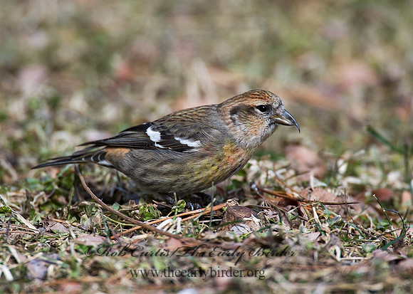 Loxia leucoptera  WHITE-WINGED CROSSBILL 8010587