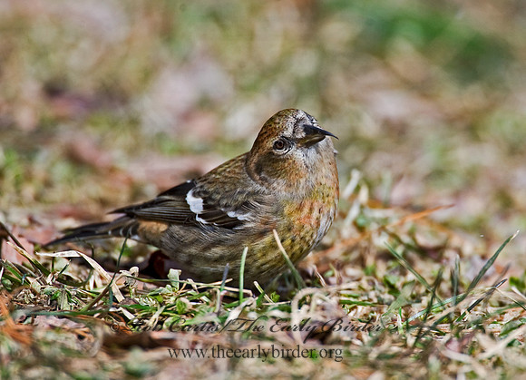 Loxia leucoptera  WHITE-WINGED CROSSBILL 8010588