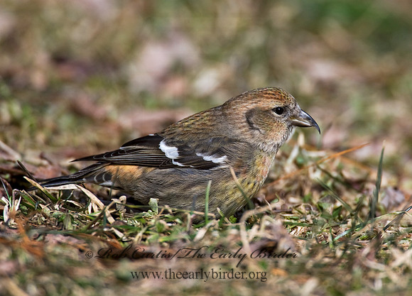 Loxia leucoptera  WHITE-WINGED CROSSBILL 8010590