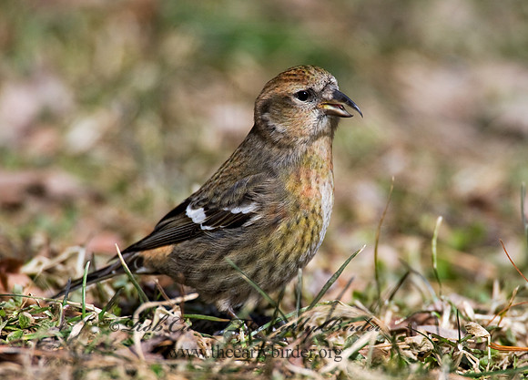 Loxia leucoptera  WHITE-WINGED CROSSBILL 8010592