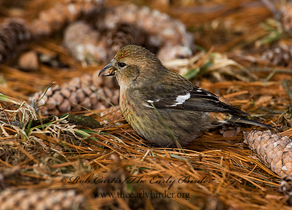 Loxia leucoptera  WHITE-WINGED CROSSBILL 8010596