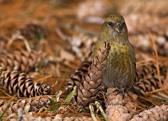 Loxia leucoptera  WHITE-WINGED CROSSBILL 8010608