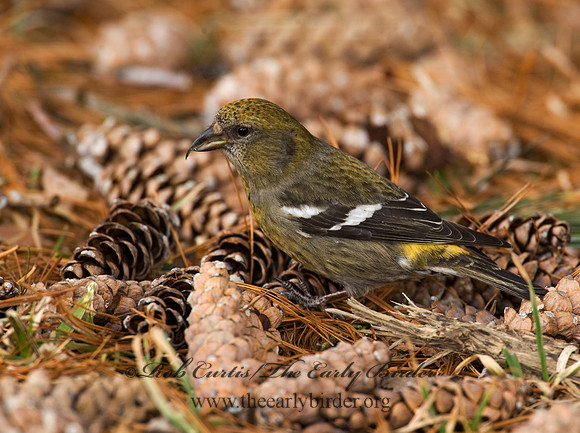 Loxia leucoptera  WHITE-WINGED CROSSBILL 8010607
