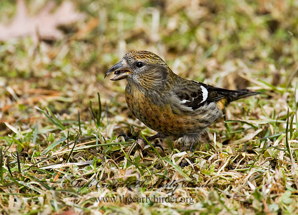 Loxia leucoptera  WHITE-WINGED CROSSBILL 8010626