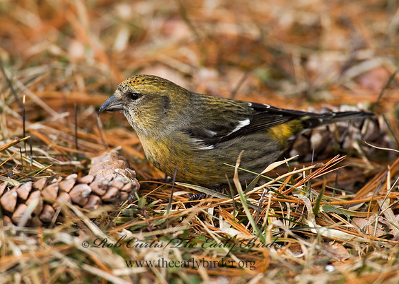Loxia leucoptera  WHITE-WINGED CROSSBILL 8010616