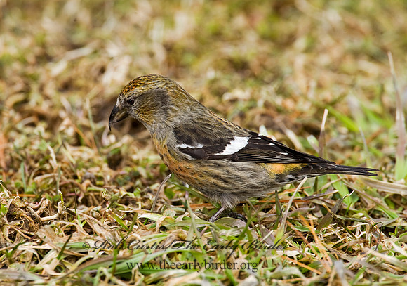 Loxia leucoptera  WHITE-WINGED CROSSBILL 8010631