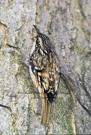 Certhia americana  BROWN CREEPER 3000733