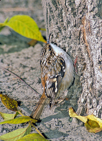 Certhia americana  BROWN CREEPER 24825