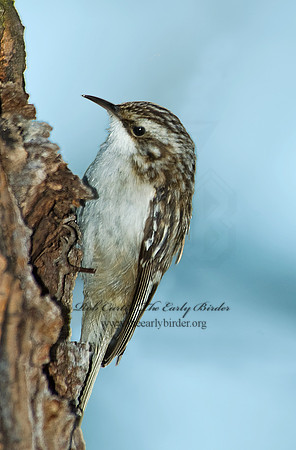 Certhia americana  BROWN CREEPER 5005009