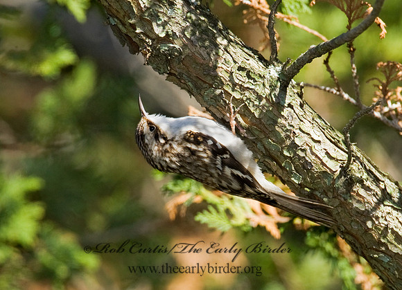 Certhia americana  BROWN CREEPER 8009529