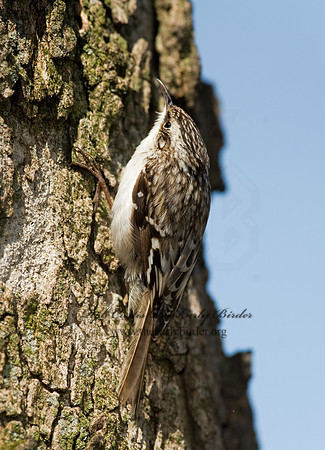 Certhia americana  BROWN CREEPER 8012341