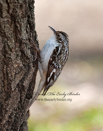 Certhia americana  BROWN CREEPER 8021882