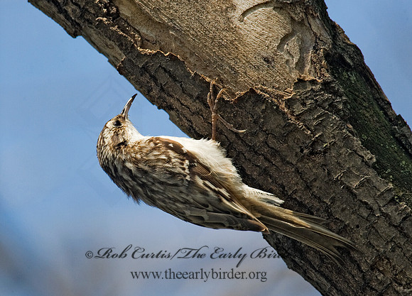 Certhia americana  BROWN CREEPER 8012875
