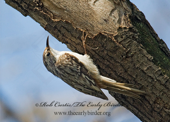 Certhia americana  BROWN CREEPER 8012876