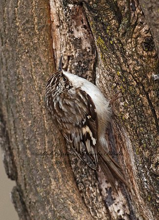 Certhia americana  BROWN CREEPER 8025358