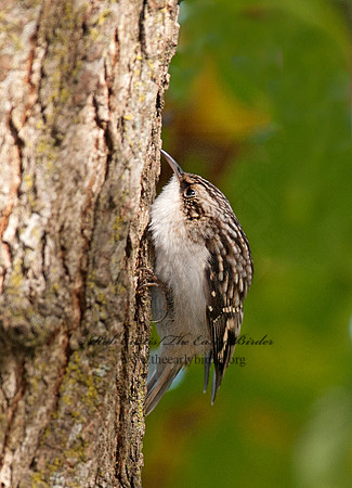 Certhia americana  BROWN CREEPER 8035866