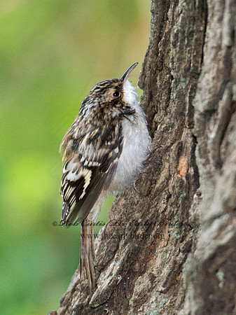 Certhia americana  BROWN CREEPER 9005095
