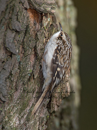 Certhia americana  BROWN CREEPER 9005852