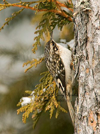 Certhia americana  BROWN CREEPER 9008614