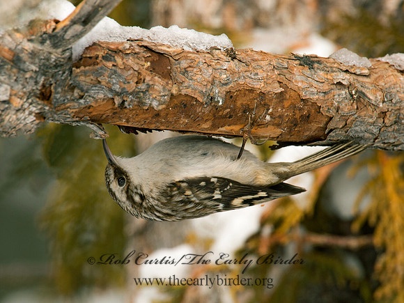 Certhia americana  BROWN CREEPER 9008639