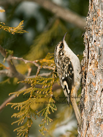 Certhia americana  BROWN CREEPER 9008641