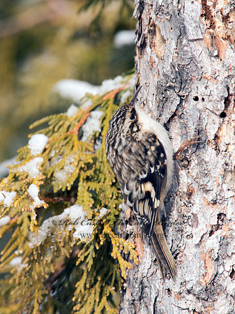Certhia americana  BROWN CREEPER 9008644
