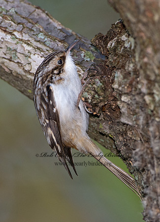 Certhia americana  BROWN CREEPER 9053864