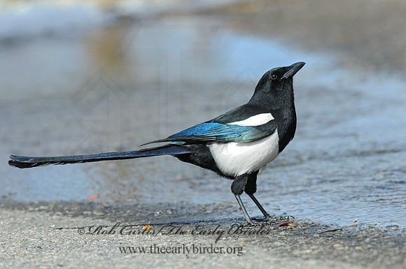 Pica hudsonia  BLACK-BILLED MAGPIE 3016441 copy