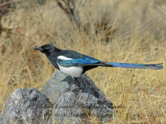 Pica hudsonia  BLACK-BILLED MAGPIE 3016444 copy