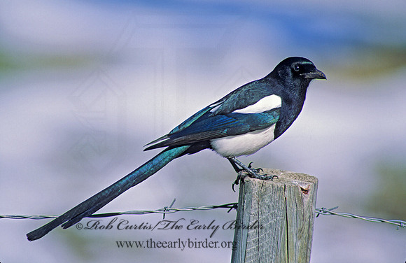 Pica hudsonia  BLACK-BILLED MAGPIE 103410